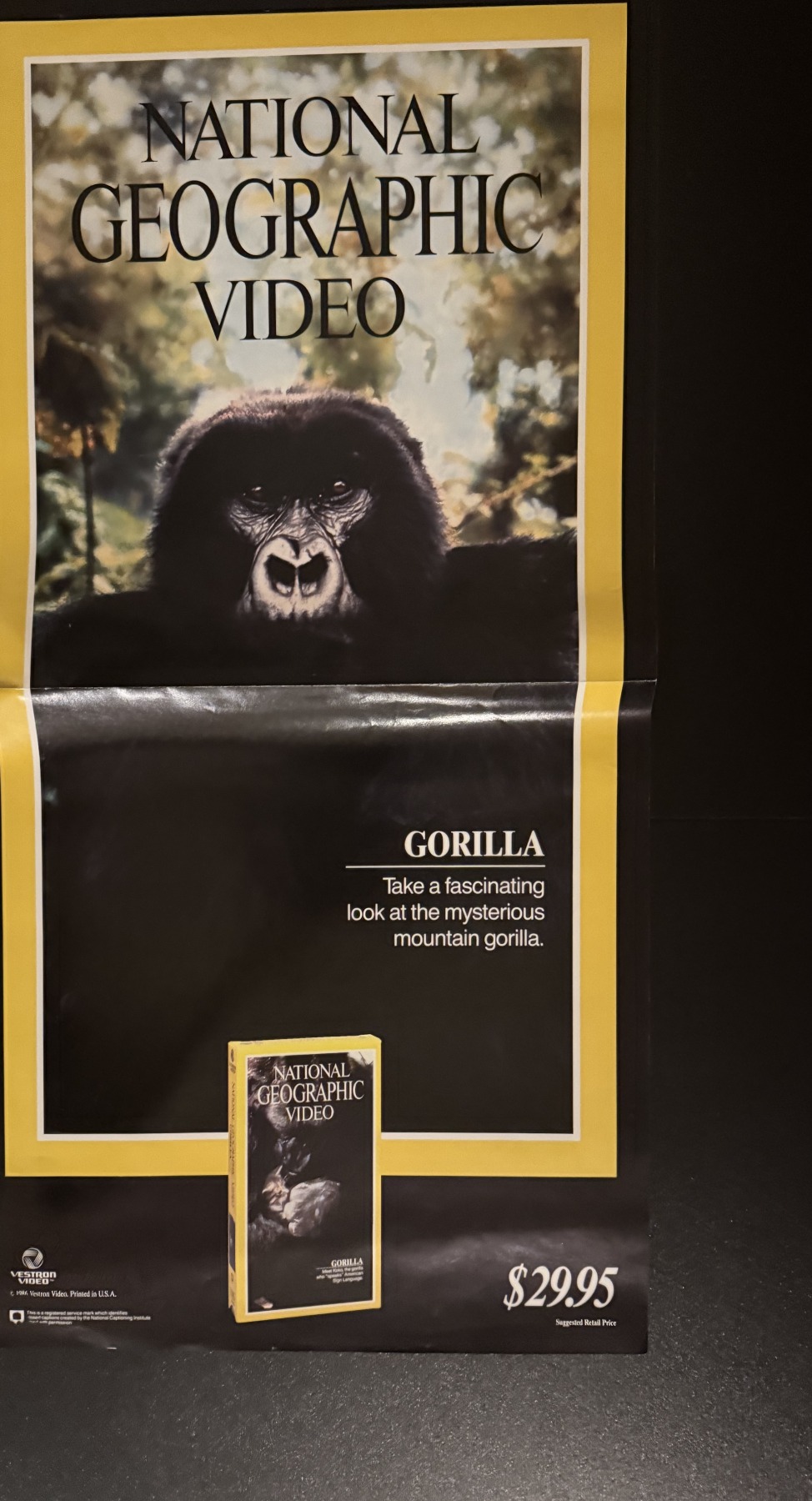 Actual National Geographic Video: Gorilla - retail poster front photograph